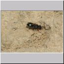 Harpactus lunatus - Grabwespe w03c - beim Eintrag einer Zikade - OS-Hollage Lehmkuhle.jpg